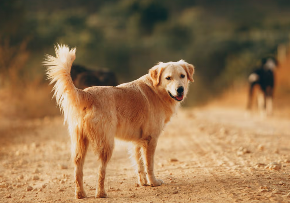 Yaşlı Köpeklerde Sindirim Sistemini Koruma Yolları