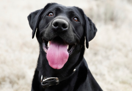 Köpeklerde Parazit Kontrolü: Önleme ve Tedavi Yöntemleri