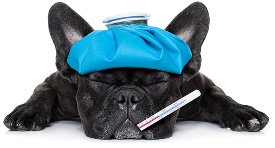 Sık Görülen Köpek Hastalıkları ve Belirtileri
