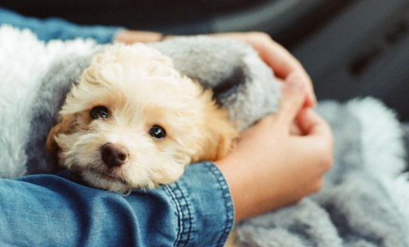 Köpeklerde Alerjiler: Belirtiler ve Yönetim Yöntemleri