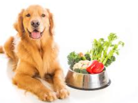 Köpeklerde Sindirim Sağlığı: Probiyotiklerin Rolü