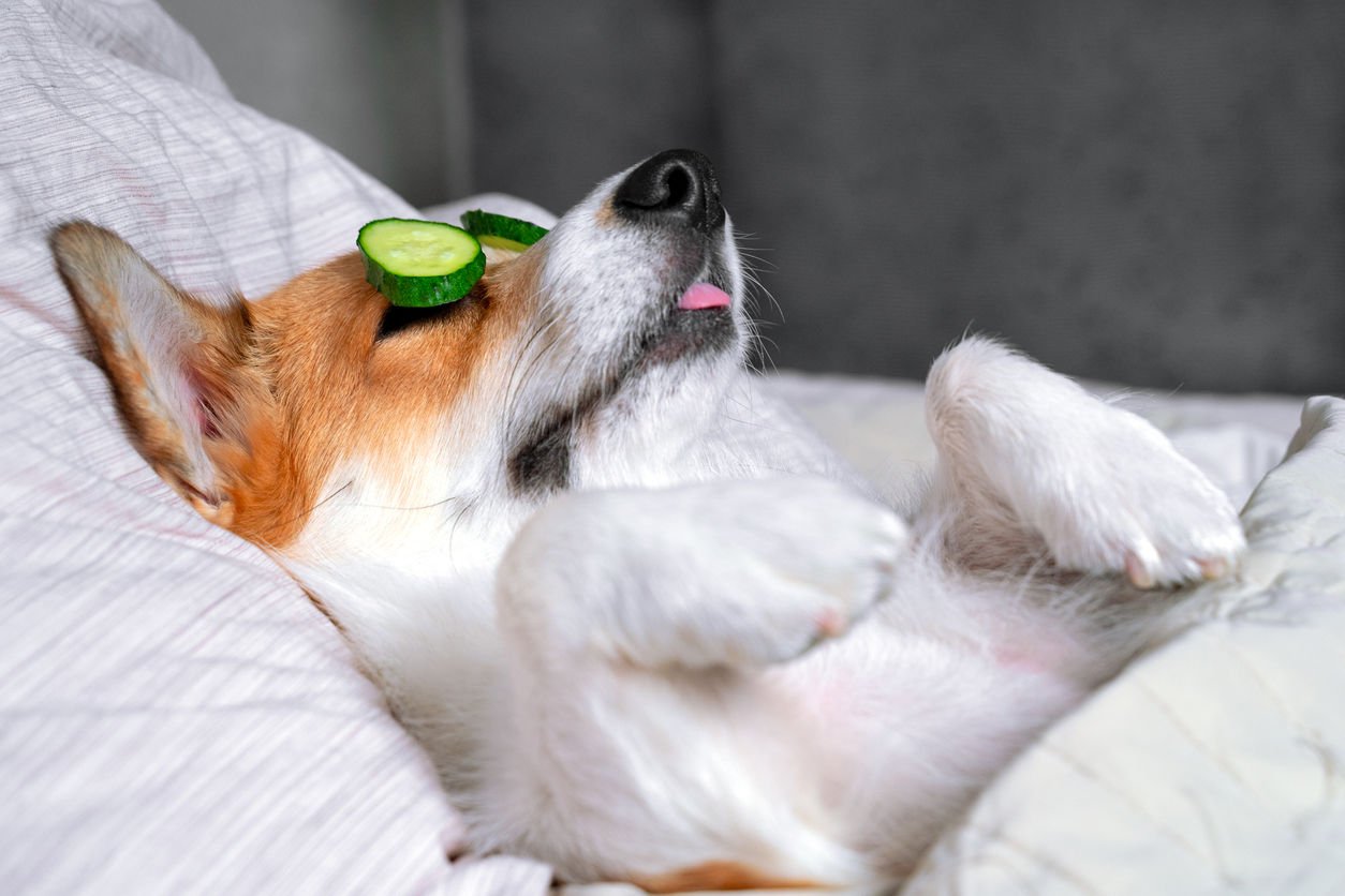 Köpeklerde Göz Akıntısı Neden Olur ve Nasıl Tedavi Edilir?