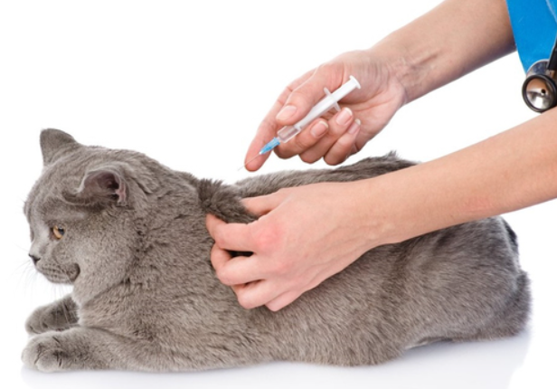 Kedi Aşıları: Neden Önemlidir ?