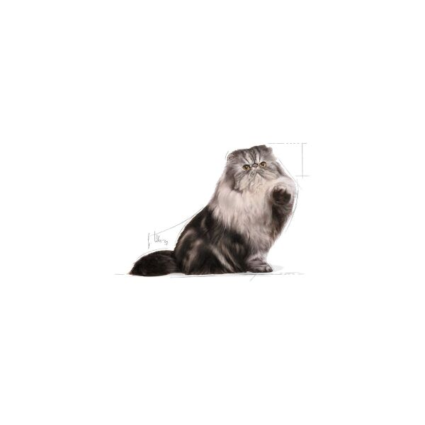Persian Adult Yetişkin İran Kedi Maması 2 Kg