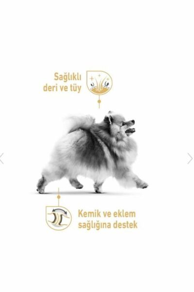 Pomeranian Yetişkin Köpek Maması 3kg