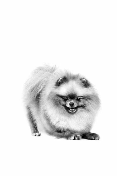 Pomeranian Yetişkin Köpek Maması 3kg