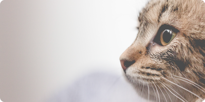 Kedi İhtiyaç Ürünleri