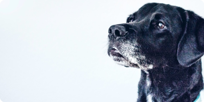 Köpek İhtiyaç Ürünleri